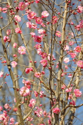 2013_03230020.JPG