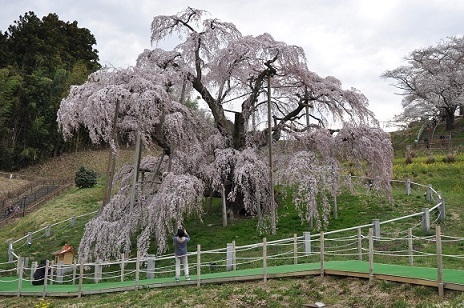 三春の滝桜.JPG