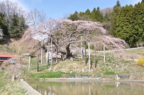 中島の地蔵桜.JPG